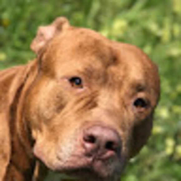 Meet your Posher, Joshua - Picture 1 of 1